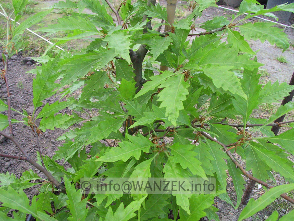 Fagus sylvatica Asplenifolia.JPG